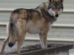 Nice Kunming Wolfdog