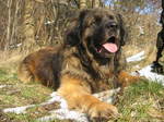 Nice Leonberger dog