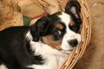 Nice Miniature Australian Shepherd dog