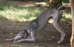 Nice Mudhol Hound dog 