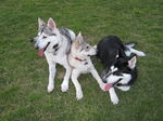 Nice Northern Inuit Dogs