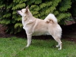 Nice Norwegian Buhund dog 