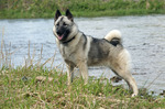 Nice Norwegian Elkhound dog