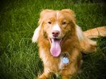 Nice Nova Scotia Duck-Tolling Retriever dog