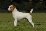 Nice Parson Russell Terrier