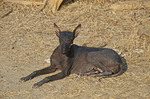 Nice Peruvian Hairless Dog