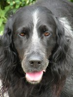 Nice Picardy Spaniel dog face