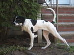 Nice Pointer dog