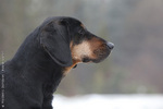 Nice Polish Hunting Dog 