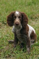 Nice Pont-Audemer Spaniel 