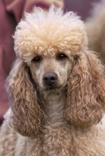 Nice Poodle dog 