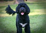 Nice Portuguese Water Dog 