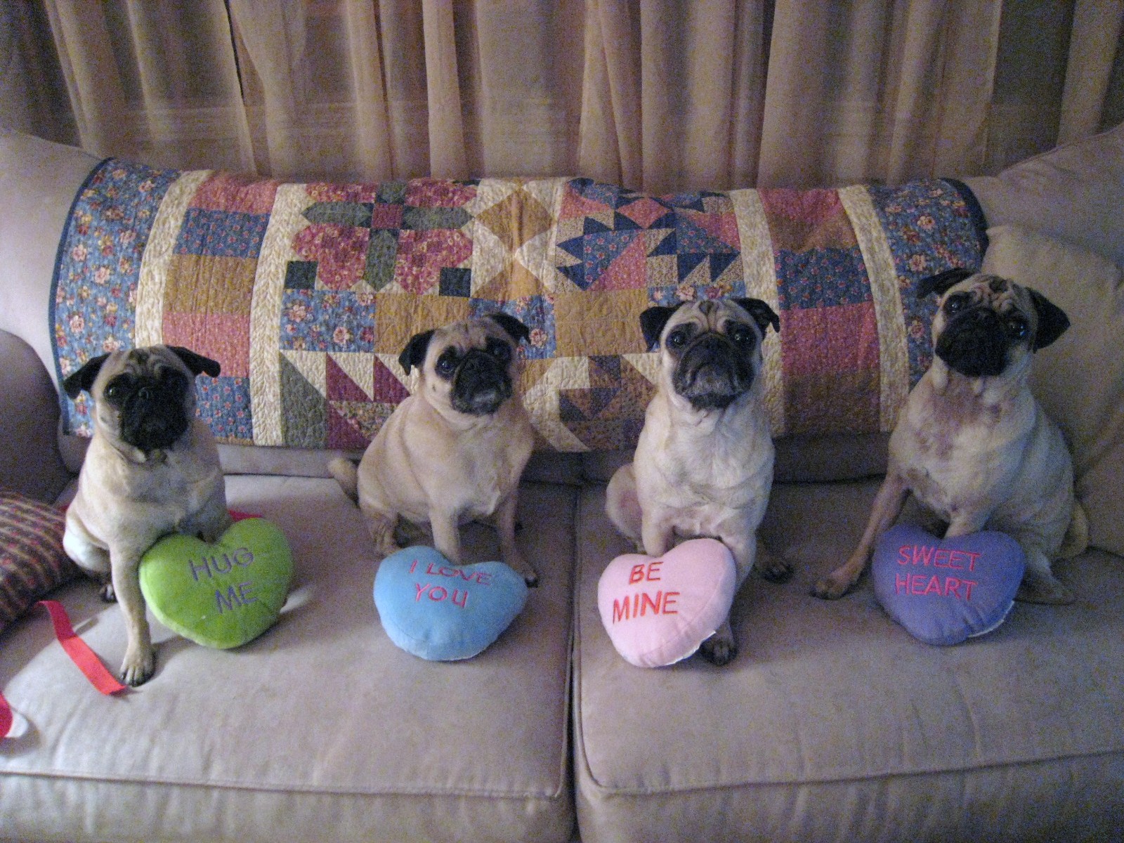 Nice Pug dogs Valentine's Day фото