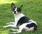 Nice Rat Terrier dog 