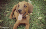 Nice Redbone Coonhound puppy