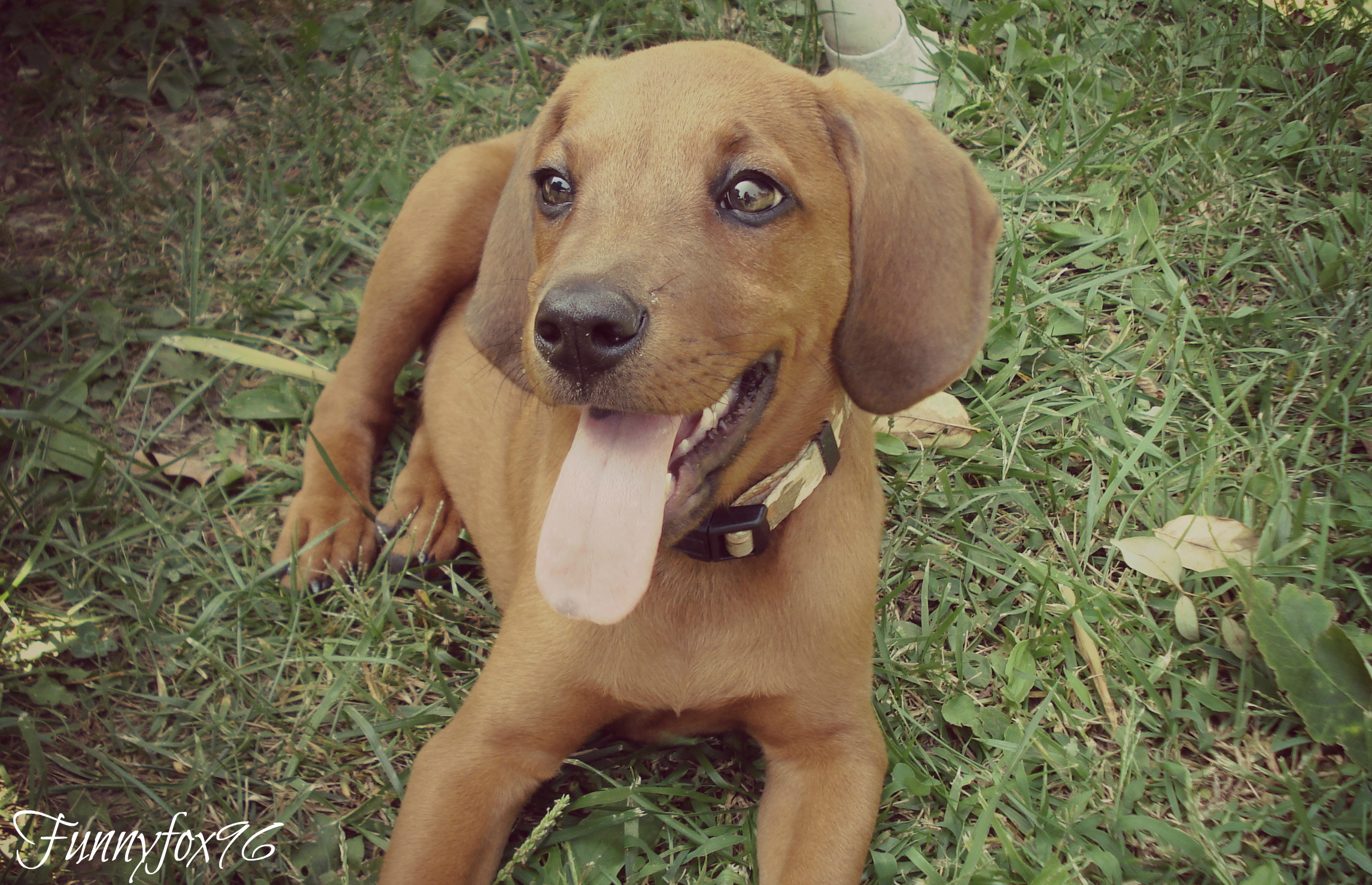 Милый щенок красного кунхаунда фото