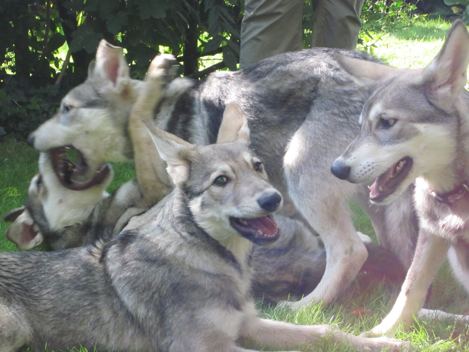 Симпатичные волчьи собаки Сарлоса фото