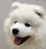 Nice Samoyed dog