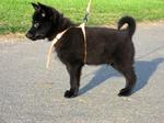 Nice Schipperke dog