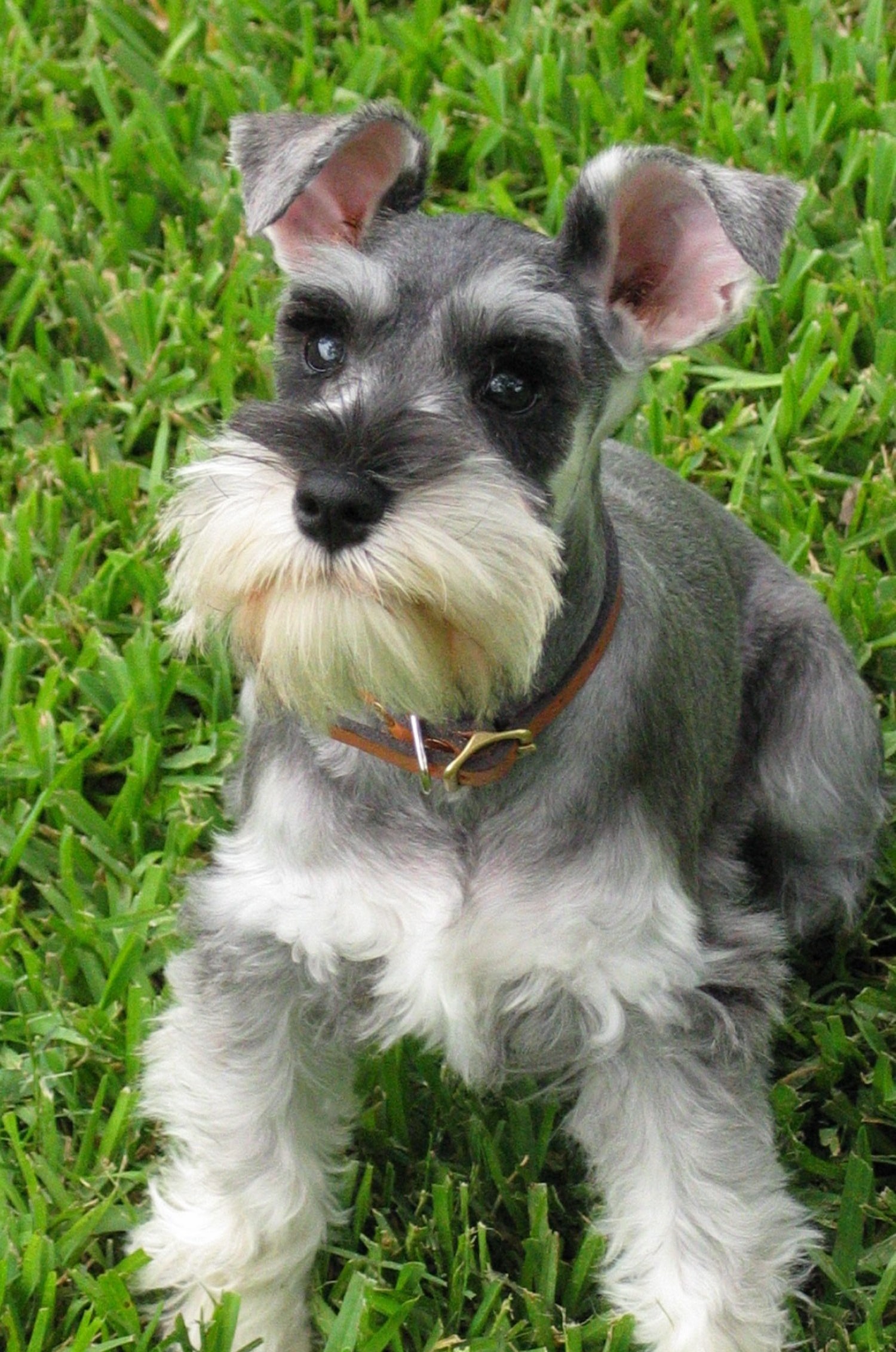 Mini schnauzer girl names