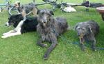 Nice Scottish Deerhound dogs