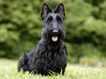 Nice Scottish Terrier dog