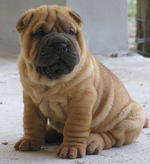 Nice Shar Pei dog