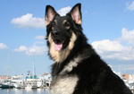 Nice Shiloh Shepherd Dog 