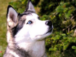 Nice Siberian Husky dog