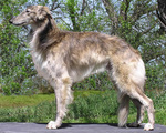 Nice Silken Windhound dog 