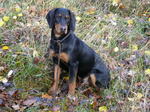 Nice Slovensky Kopov dog