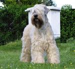 Nice Soft-Coated Wheaten Terrier 