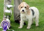 are sporting lucas terrier hypoallergenic