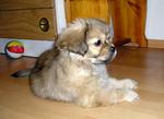 Nice Tibetan Spaniel dog