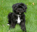 Nice Tibetan Terrier dog