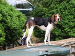 Nice Treeing Walker Coonhound dog