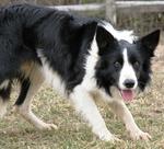 Nice Welsh Sheepdog