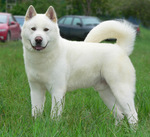 Милая белая собака акита-ину
