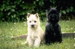  Nice Cairn Terrier dog picture
