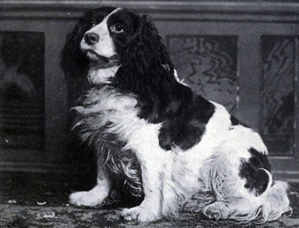 Norfolk Spaniel wallpaper