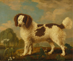 Norfolk Spaniel