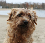 Norfolk Terrier dog face