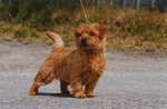 Norfolk Terrier dog on the road