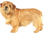 Norfolk Terrier dog portrait