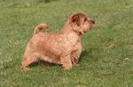 Norfolk Terrier on the grass