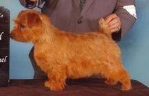 Norfolk Terrier wallpaper