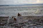 Norrbottenspets dog on the beach