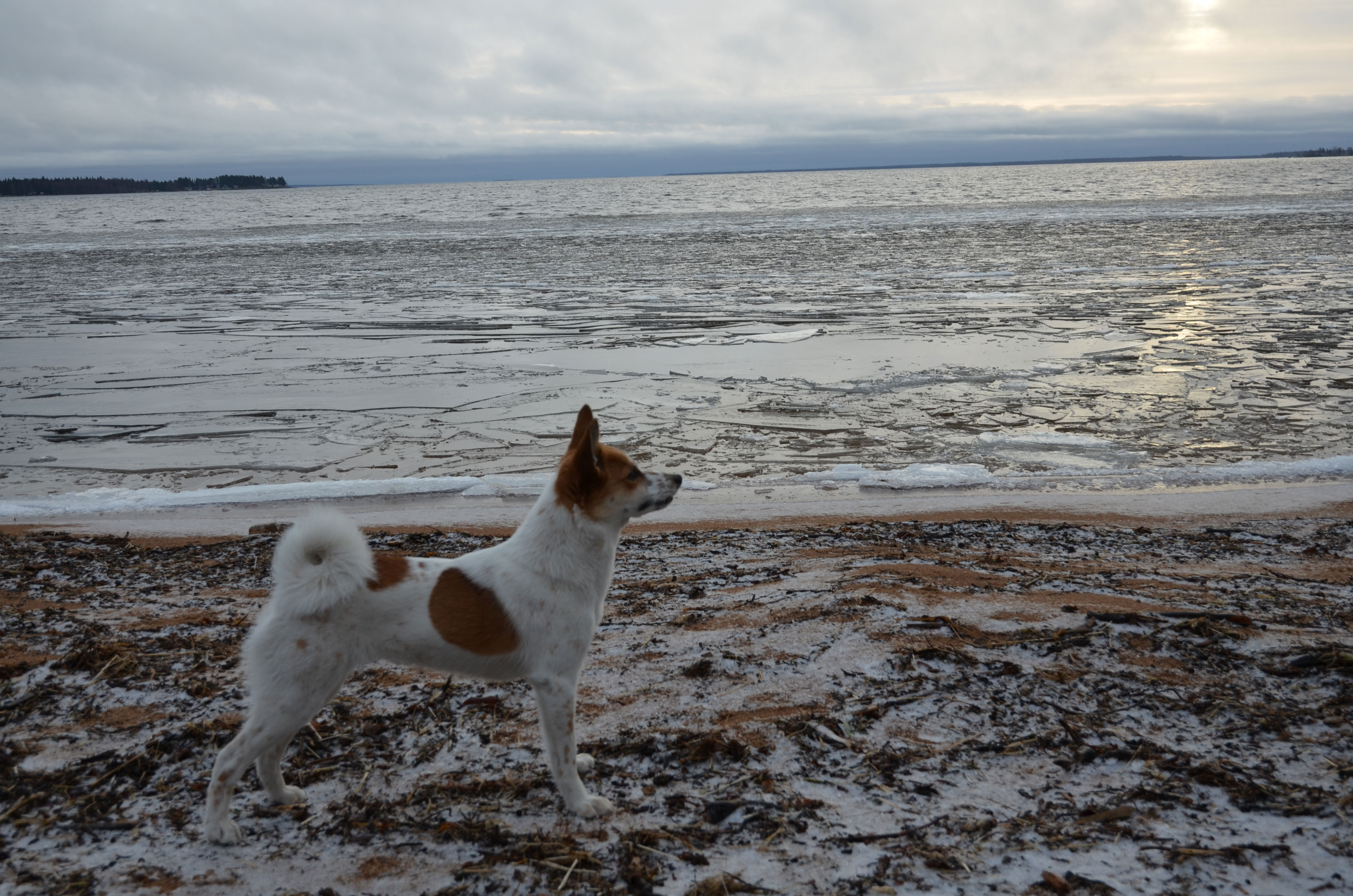 Norrbottenspets dog on the beach wallpaper