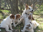 Norrbottenspets dog with her puppies