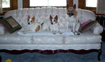 Norrbottenspets dogs on the couch
